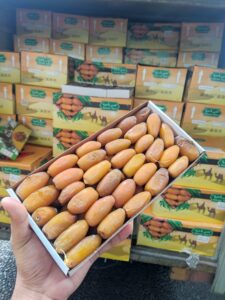 Importir Kurma